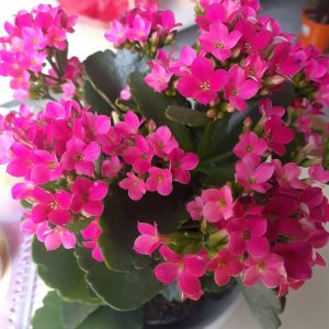 tanaman hias bunga Tanaman Hias Hidup Bunga Calandiva Cocor Bebek Calanchoe Tahan Panas