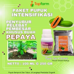 Pupuk Pepaya Berbuah Lebat & Cara Meningkatkan Produksi Buah