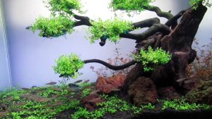 Chậu Trân Châu Ngọc Trai - Bò nền siêu đẹp bể thủy sinh