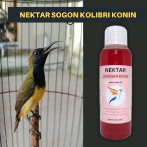 Nektar Sogon Kolibri Konin Juragan Kicau Dosis Tinggi Biar Cepat Gacor Dongkrak Birahi Anti Nyilet