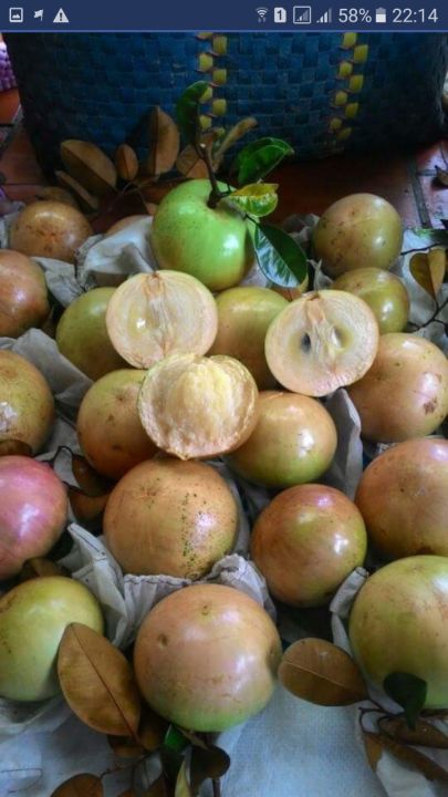 vú sữa Bơ Hồng mơ