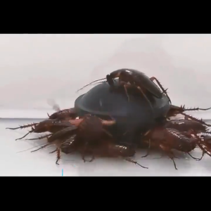 12PCS Japan Cockroach Gel Cockroach Killer home cockroach bait Insect Killer Cockroach Medicine Powd