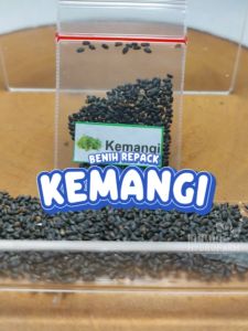 Benih Kemangi Unggulan & Biji Bibit Hydroponik