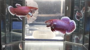 Ikan Laga SALAMANDER BETTA FISH CUPANG