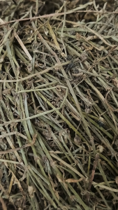 蛇舌草 100g She she Cao 正白花蛇舌草 Oldenlandia Corymbosa Rumput Mutiara 蛇舌草 水线草