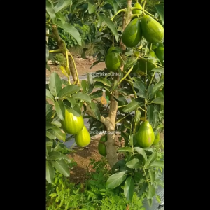 Bibit Alpukat Aligator Jumbo Varietas Unggulan Hasil Okulasi Cepat Berbuah
