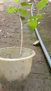 GG | 2 Bibit Tanaman buah Murbei Mudah berbuah lebat