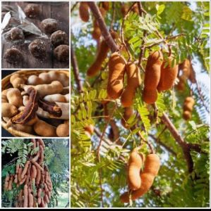 Matamis na Sampalok Seeds for Planting (4 Variants) Bangkok Sweet Tamarind - Seeds - Planting - Outdoor Gardening - Tamarind Tree - Fruit - Leaves - Variants