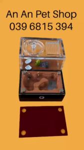 Tank Kiến Đất Đỏ | Tank Thạch cao Hỗn hợp Cao cấp cỡ vừa