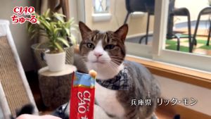 Hộp 50 Tuýp Súp Thưởng Mèo Ciao Churu Mix Nhiều Vị