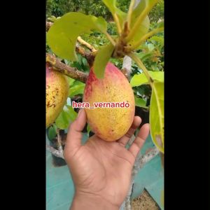 Bibit Alpukat Yellow Vietnam Super Okulasi