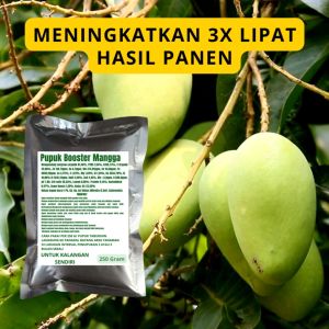 Pupuk Booster Mangga / Obat Booster Buah Mangga / Pupuk Booster Buah Mangga / Pupuk Buah Mangga
