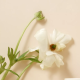 Bonida Cosmetics Specialty Store