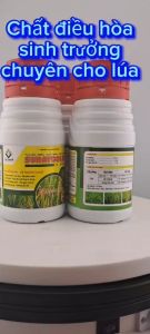 (240ml) Chất điều hòa sinh trưởng Subaygold 4.55L: chuyên dùng cho lúa ra rễ mạnh đẻ nhánh khỏe nở bụi kích trổ đồng loạt vô gạo nhanh
