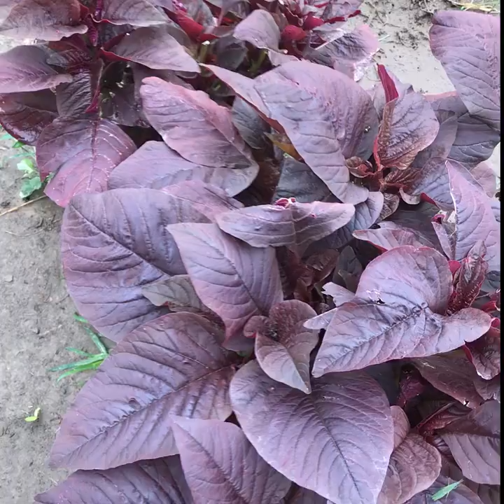 Red spinach seeds - ( 2000 seeds/pack) / red amaranth seeds / round leaves seeds-A670