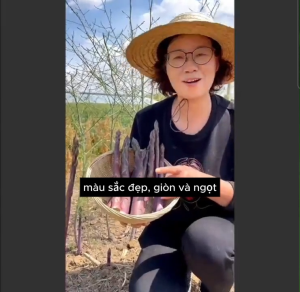 (NHẬP KHẨU) Hạt giống măng tây tím giòn ngọt năng suất cao có thể trồng chậu Hoang My food and beauty
