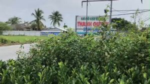 CÂY GIỐNG BƯỞI DA XANH RUỘT HỒNG.Cây ghép cao 40cm đến 60cm