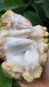 Bibit Srikaya Jumbo Super Hasil Okulasi Siap Berbuah