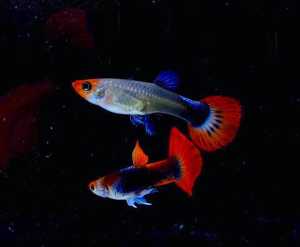 Guppy Koi Tuxedo 1 Pair