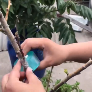 Nursery Grafting Tape Fruit Tree Secateurs Engraft Branch Bind Belt/Green PVC Tie Tape  Garden Tool/Green PVC fastener garden tool