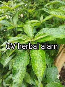 Daun kejibeling atau kibeling segar 250 gram