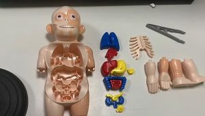 【READY STOCK】Human Body Anatomy Organs DIY Assemblable for Kids 17 parts STEM Toy 儿童人体器官模型(TOY37)