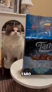 TARO TOFU SOYA 6L Cat Litter - Pasir Kucing Gumpal LIFE CAT TOFU Soya 6 L