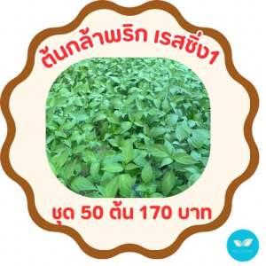 ต้นกล้าพริกขี้หนู (ลูกผสม) พันธุ์เรสซิ่ง1 ต้นกล้าแข็งแรง พร้อมปลูก