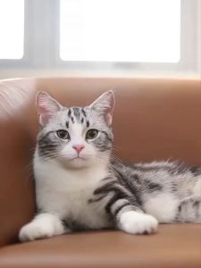 MeowLo Ciao Inaba Fillet Grilled Chicken Breast Tuna Fish Iwashi Cat Food Treat Snack 20g 15g 伊纳宝烤鸡小胸&鲣鱼鸡胸条鱼条