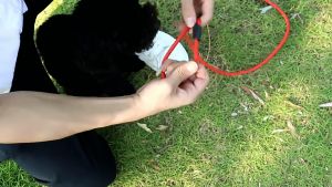 BABYPET สายจูงสุนัขสายคล้องคอ เชือกฝึกสุนัข สายจูง เชือกจูงสุนัข สายจูงสุนัข สายจูงหมา เชือกล่ามหมา