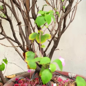 Phân Bón Hoa Giấy GreenHome Bao 400gr Hữu Cơ Ra Bông Nhiều Lâu Tàn Giúp Thân Cứng Cáp Tạo Tán