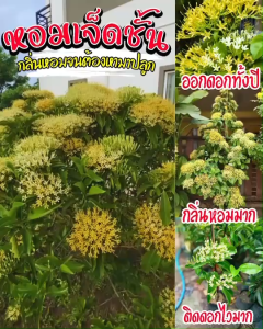 ต้นหอมเจ็ดชั้น1ต้น สูง 40–50 ซม. ไม้ดอกหอม ไม้ประดับบ้านและสวน พร้อมปลูก