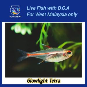 Glowlight Tetra - J&S Live Fish with D.O.A.