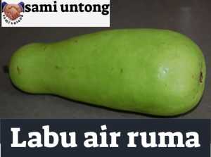 BENIH LABU AIR RUMA benih tanaman sayur sayuran berbuah lebat