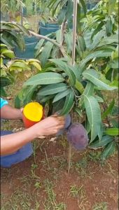 Bibit Mangga Kasturi SupeR cepat berbuah hasil stek okulasi