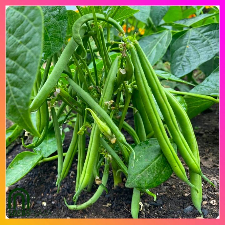 SeedsPLAZA™ - Baguio Beans Seeds for Planting Vegetable Plants (10 Seed) F1 Hybrid Bonsai Plant Veggies Plants for Pots