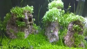 Natural Dragon Stone Ohko Stone Rock for Aquariums Decoration Fish Tank Aquarium Accessories