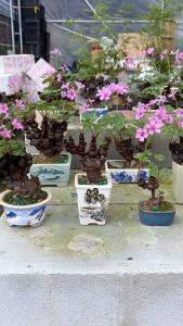 Củ me đất (cỏ 3 lá) bonsai to đại ( Sẵn mầm - sống 100% ) - dáng đẹp phong thủy