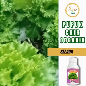 PROMO PUPUK CAIR ORGANIK SELADA PENYUBUR DAN PELEBAT PRODUKSI DAUN SELADA DARI JAGO TANI YOGYAKARTA