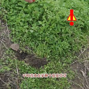 2 In 1 Pickaxe Cangkul Kecil Berkebun Besi Tahan Lama Beliung Cangkul Pertanian 36cm Cangkul Penggembur Tanah