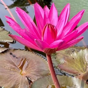 พันธุ์บัวแดงเหง้าบัวแดง (จัดโปรโมชั่น พิเศษ)บรรจุ 9 กิโลกรัมแถมฟรี 1 กิโลกรัม มีวิธีเพาะปลูกให้