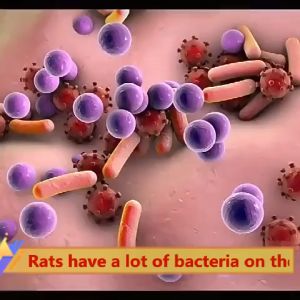 10 years without mice KOK mothballs for rats rat repellent gel rat repellant Plant formula strong smell long-term avoidance safe and non-toxic 1 capsule can be used for 3 months rat poison killer rat killer rat killer poison spray