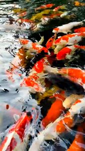 CRYSTAL GLOW 1L | Penjernih Kolam | Bakteri Starter & Probiotik Pengurai Amonia untuk Kolam Ikan Koi