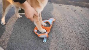 Pet Traction Harness With Leash Puppy Kitten Cat and Dog Adjustable Vest