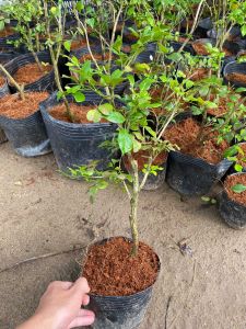 Cây Nguyệt quế ( Chiết nhánh )