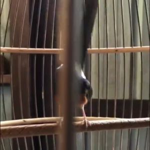TERLARIS!!!Nagata Juara Vitamin Burung Langsung Gacor isi 30ML Vitamin Penggacor Burung Kicau
