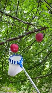 Đầu Vợt Hái Trái Cây Size 16cm Kèm Gậy Dài 3M Dụng Cụ Hái Quả Trên Cao Siêu Tiện Lợi Thép Mangan Chống Gỉ Cao Cấp