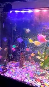 Lampu Aquarium 3 warna 40 cm / Lampu celup aquarium / Lampu led aquarium