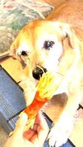 ไก่พันทาโร่ รูปปลาหมึก 5 ปริมาณ เป็นไก่อบแห้ง เป็นไก่อบแห้ง เป็นขนมหมา เป็นขนมน้องหมา เป็นของว่างสำหรับสุนัข