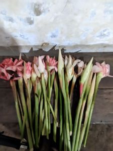 1 kg kecombrang segar bunga dari honje petik dadakan untuk Masakan dan obat herbal